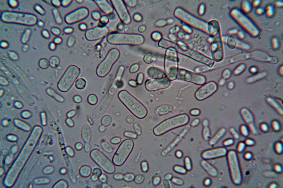 gut bacteria