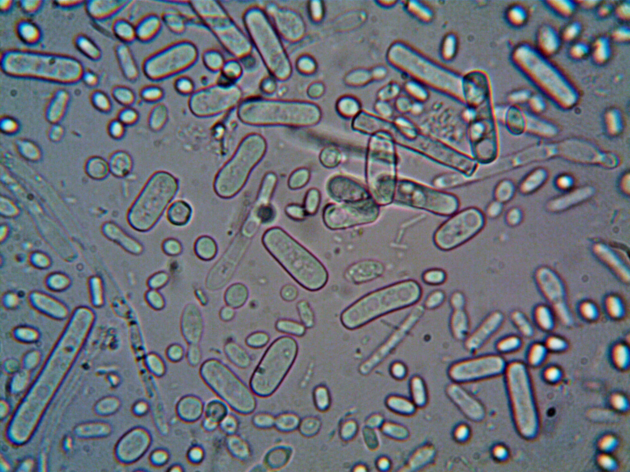 The amazing human microbiome!